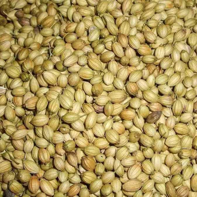 Coriander seed